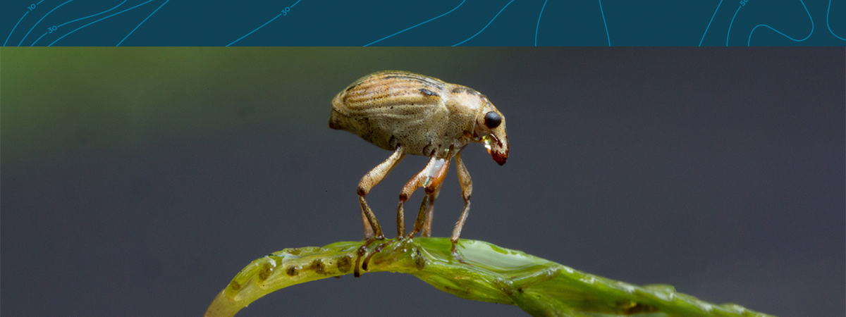 Milfoil weevil | Minnesota Aquatic Invasive Species Research Center (MAISRC)