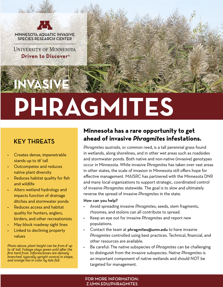 First page of the phragmites information sheet