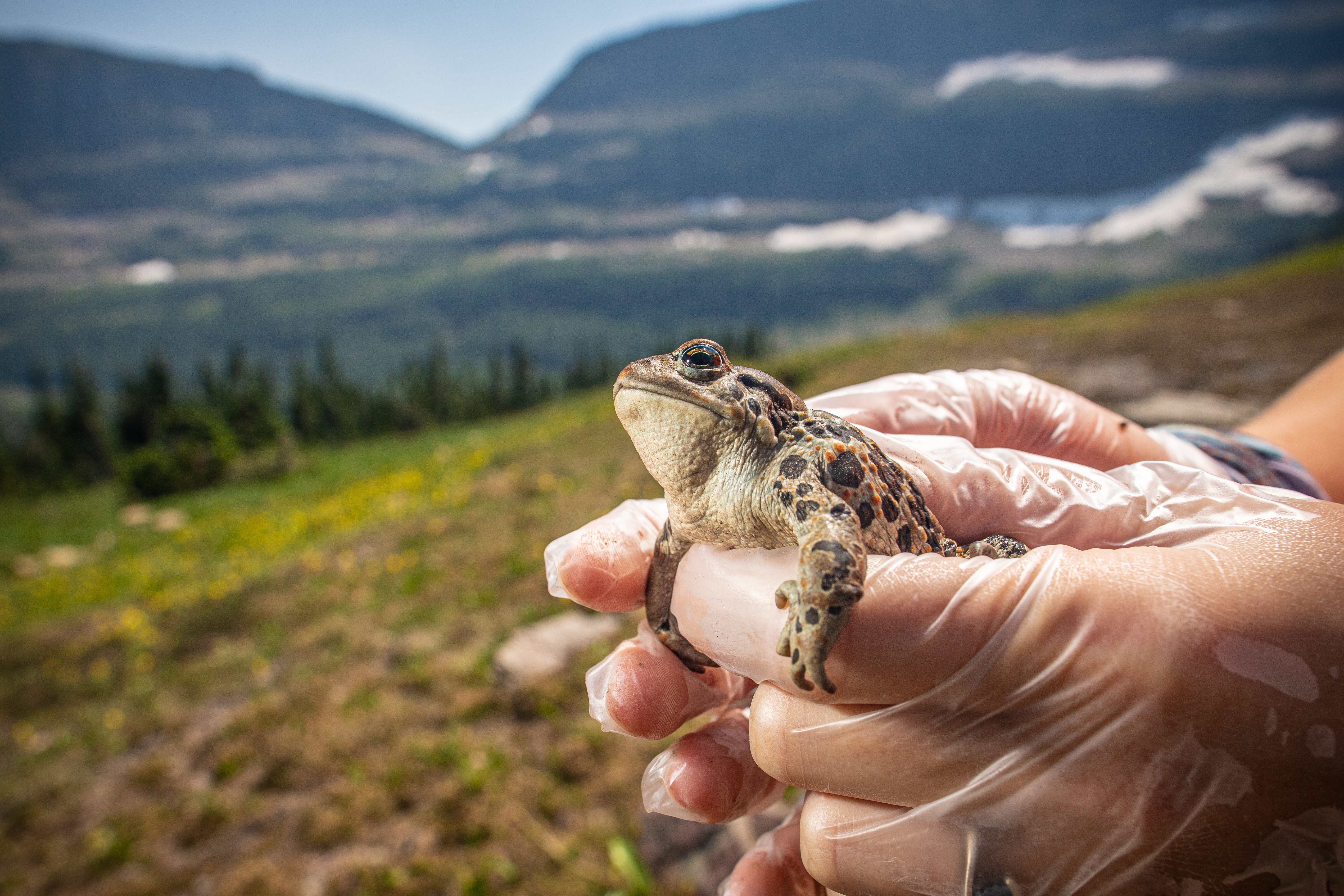 A biologist holds a western toad while wearing protective gloves to prevent the transmission of chytrid fungus.