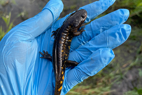 A larval Eastern Tiger Salamander (Ambystoma tigrinum) caught in Central Minnesota and swabbed for pathogens. Photo by: K. Beers.