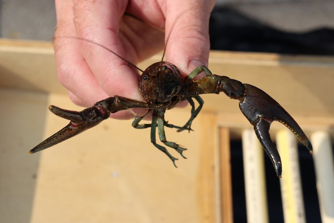 Hand holding a rusty crayfish